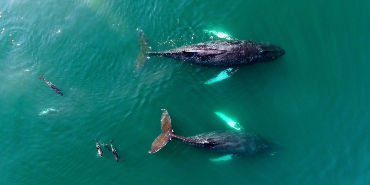 Whales swimming in the Bay of Fundy